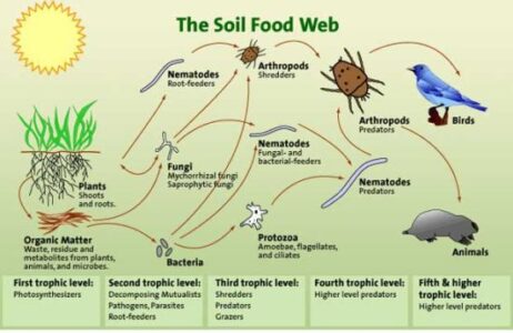 Probiotics For the Soil: Brew Your Own Local, Indigenous Microbes Image